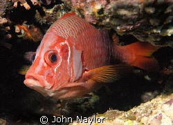 squirell fish.taken at elphinstone reef.grab shot as i dr... by John Naylor 